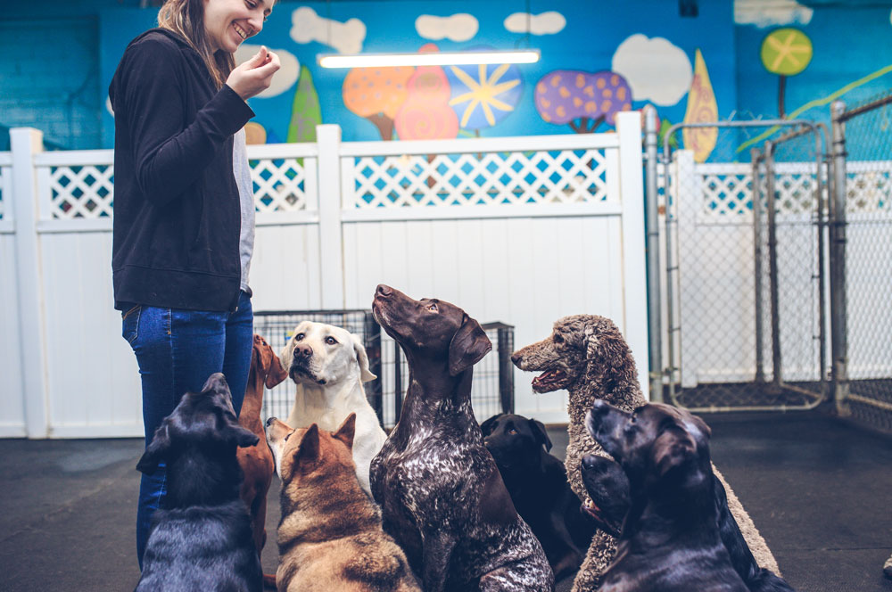 Good dog clearance boarding