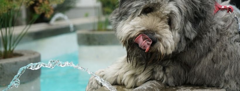 How to Avoid Pet Dehydration