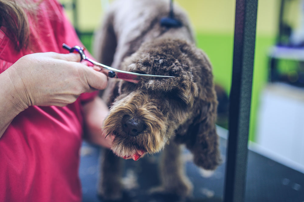 what vaccinations do dogs need to get groomed