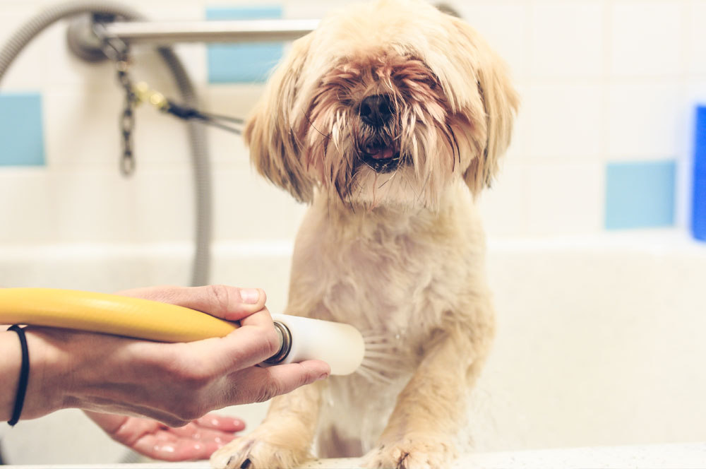 self-serve-dog-wash