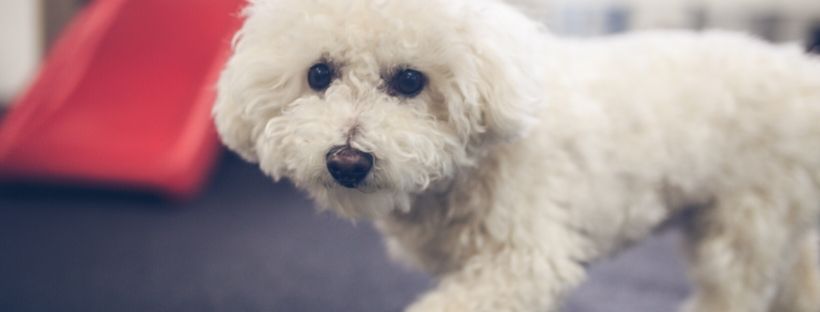 What Dog Breeds are Good for Apartment Dwellers?
