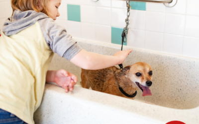 Benefits of Our Self-service Dog Wash