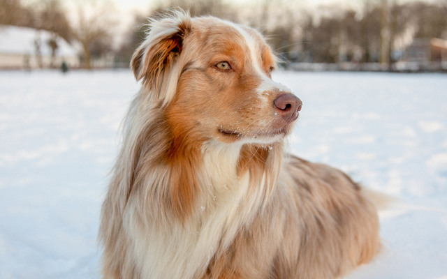 How To keep Your Dog Safe This Winter