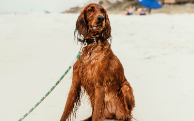 5 Tips To Keep Your Pet Safe This Summer
