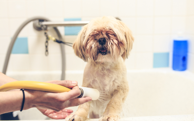 Why Every Dog Needs Full-Service Bath Services in Summer