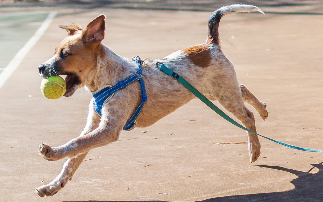 Tips for a Dog-Friendly Backyard BBQ - A. Promoting responsible dog ownership and behavior