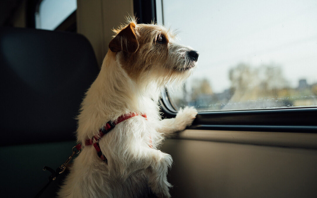 holiday pet travel tips