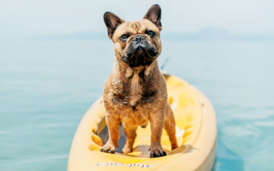 Summer Travel Tips for Dog Owners