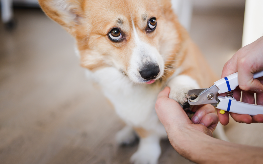 Why Dog Nail Maintenance is Essential to Health