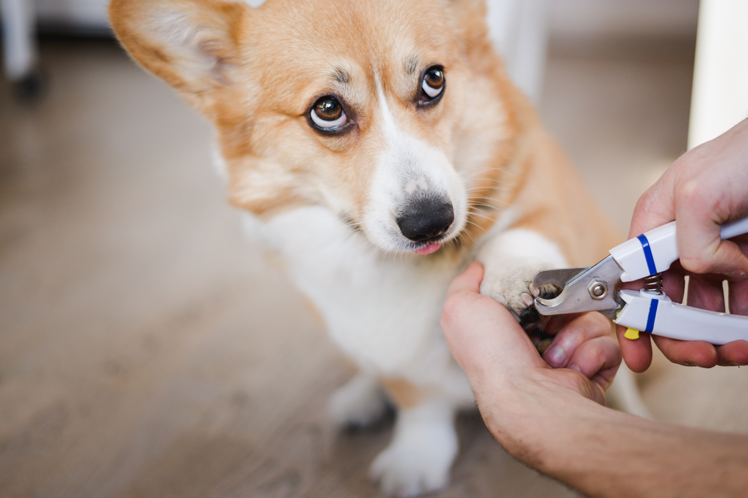 Should You Use a Nail Grinder on Your Dog's Nails? - I Love My Chi