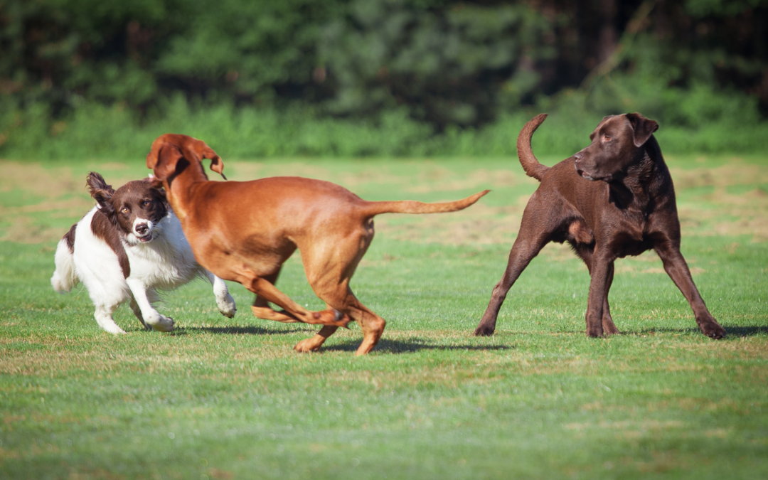 Why Socialization is So Important for Dogs