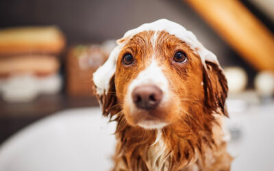 Winter Grooming Tips for Your Dog