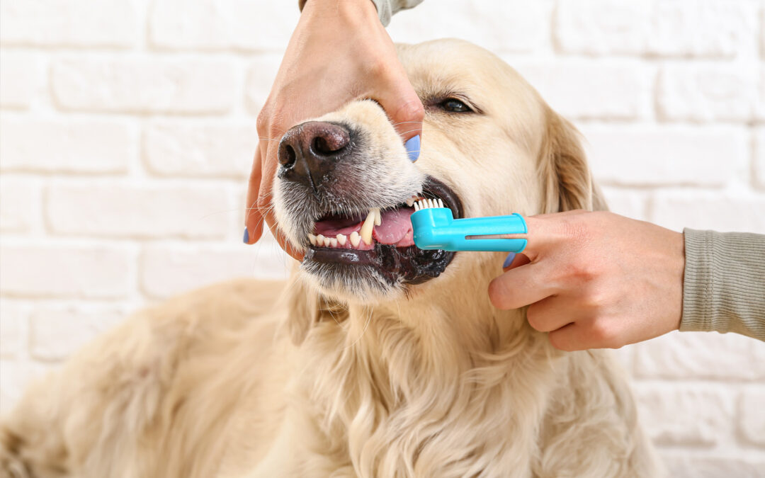 The Importance of Dog Dental Care