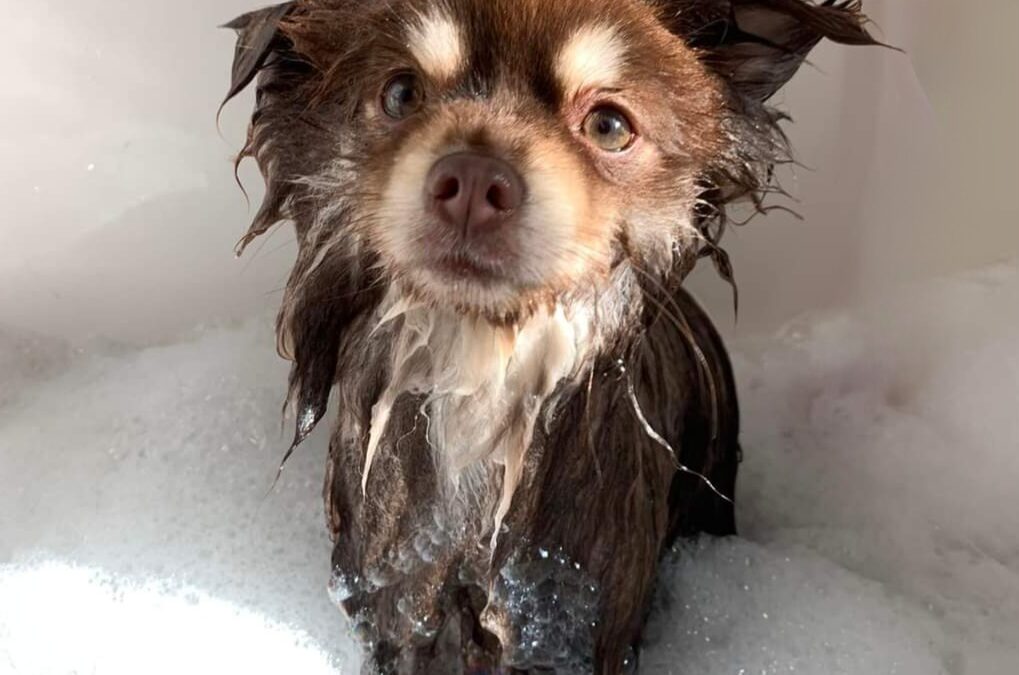 Spring Grooming for a Happy, Healthy Pup