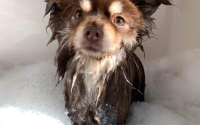 Spring Grooming for a Happy, Healthy Pup